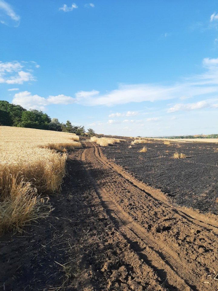 FOTO INCENDIU la Anenii Noi. Peste 20 hectare de orz și 30 hectare de grâu, nimicite de flăcări 