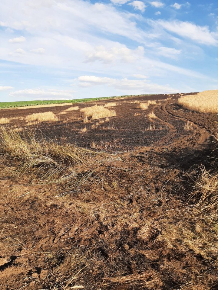 FOTO INCENDIU la Anenii Noi. Peste 20 hectare de orz și 30 hectare de grâu, nimicite de flăcări 