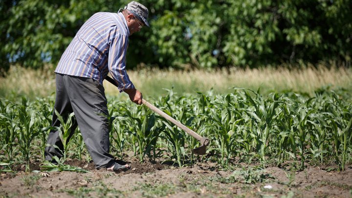 Un bărbat care s-a apucat să-și sape porumbul a descoperit în pământ o comoară de milioane de dolari 