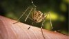 Virusul West Nile, transmis prin înțepătura țânțarilor, a ucis trei români, în doar o săptămână