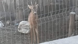 FOTO. Un căprior, ținut în captivitate la Orhei. Bărbatul care a izolat animalul riscă AMENDĂ