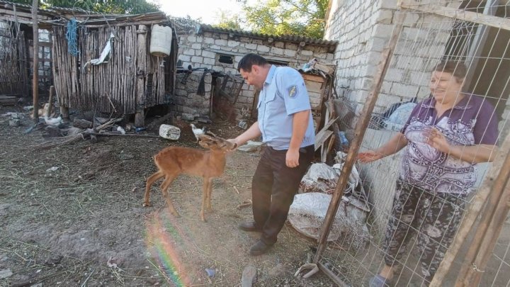 FOTO. Un căprior, ținut în captivitate la Orhei. Bărbatul care a izolat animalul riscă AMENDĂ