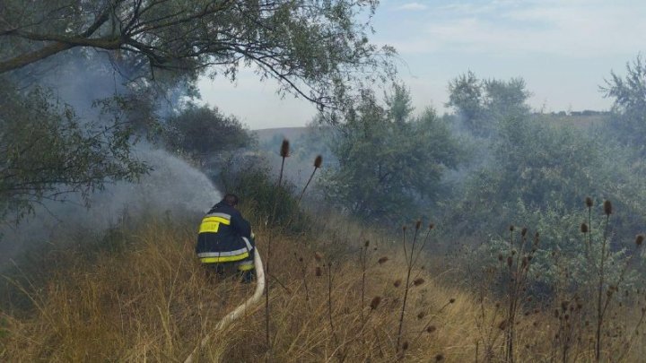 VIDEO  Incendiu de vegetație lângă granița cu România. Focul s-a extins pe o suprafață de 200 m2