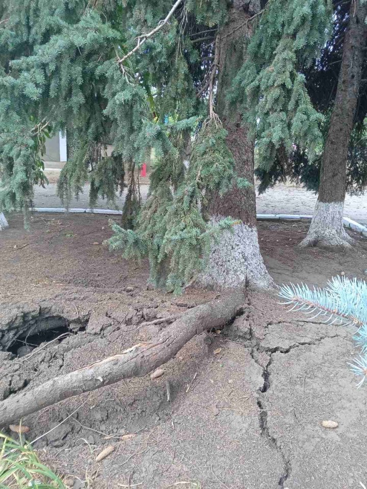 Ploaia a făcut PRĂPĂD în raionul Glodeni: Case lăsate fără acoperișuri, copaci doborâți și o stână, distrusă (FOTO)