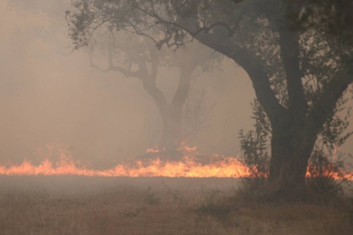 ALARMANT: Incendiile din nordul Greciei au produs cel mai mare dezastru din UE (IMAGINI APOCALIPTICE)