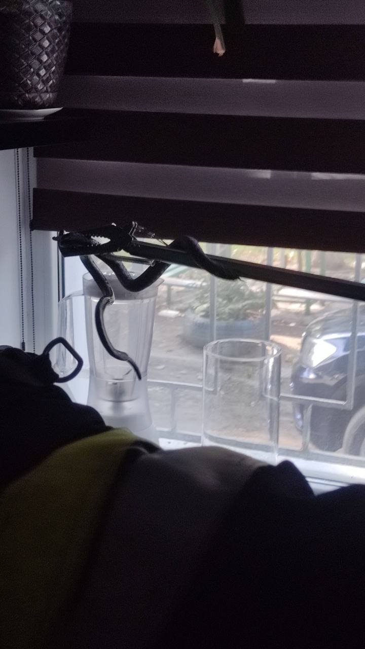 FOTO. O femeie din Căușeni s-a trezit cu un șarpe în apartament. Salvatorii au intervenit de urgență