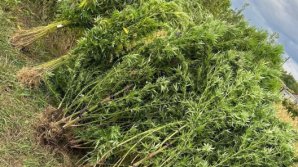 VIDEO. Captură impresionantă de cânepă la Drochia. Prețul plantelor este de circa 1.500.000 de lei pe piața neagră