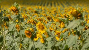 Forța Fermierilor cere să fie interzis importul de floarea soarelui în Republica Moldova: În caz contrar protestele sunt inevitabile