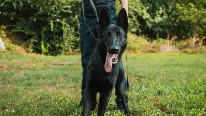 FOTO Mafia și Major vor sta la straja hotarului. Doi căței de rasă ciobănesc german vor face parte din echipa Poliției de Frontieră