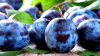 Ministrul Agriculturii: Republica Moldova ar putea deveni cel mai mare exportator mondial de prune din emisfera nordică