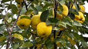 Roada de gutui din acest an, AFECTATĂ. Ce zic agricultorii 