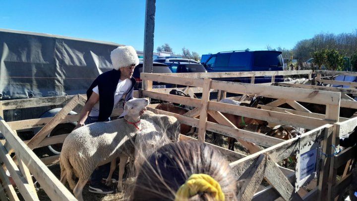 Festivalul Mioriță Laie Bucălaie: Zeci de crescători de ovine și caprine şi-au dat întâlnire la Cimișlia (FOTO)