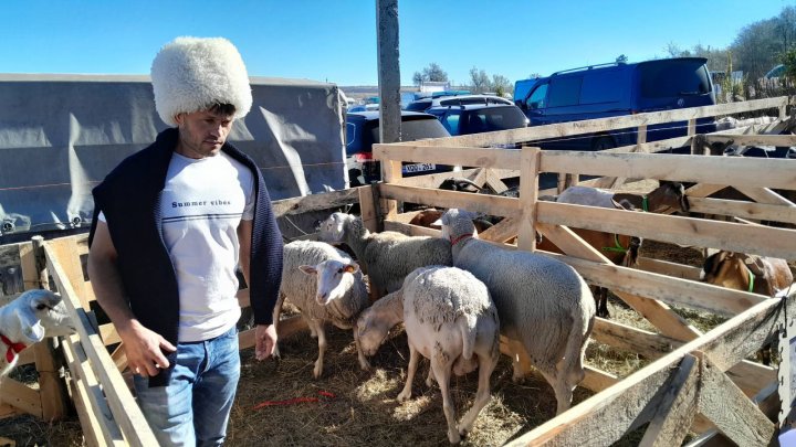 Festivalul Mioriță Laie Bucălaie: Zeci de crescători de ovine și caprine şi-au dat întâlnire la Cimișlia (FOTO)