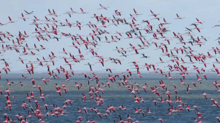 IMAGINI SPECTACULOASE la Odesa. Peste 1.000 de flamingo roz au ajuns în Ucraina, devastată de război