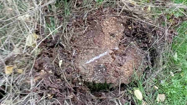 FOTO. Defrişările ILEGALE iau amploare. Zeci de arbori au fost tăiați ilicit la Făleşti