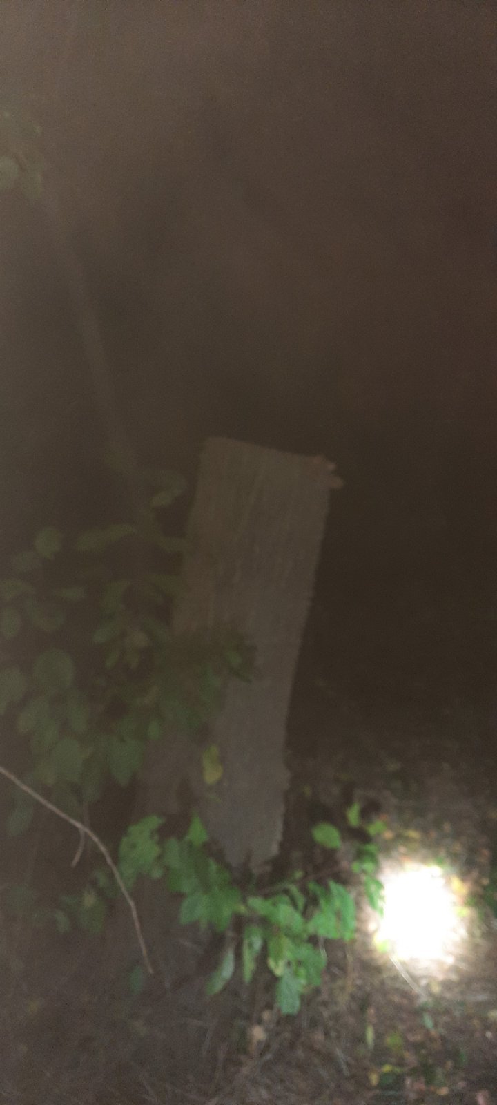 RAZII NOCTURNE la Rîşcani: Doi bărbaţi, surprinși în timp ce defrișau ilegal arbori. Ce a mai constatat poliţia (FOTO)