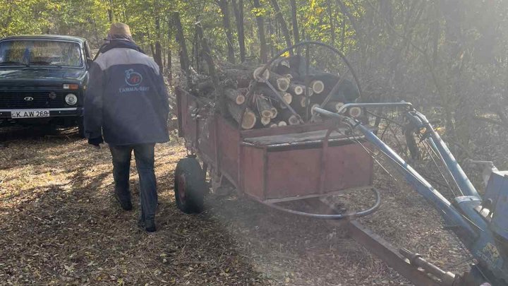 (FOTO) Fura lemne. Un moldovean, prins în timp ce tăia ilegal mai mulţi salcâmi dintr-o pădure din raionul Cahul