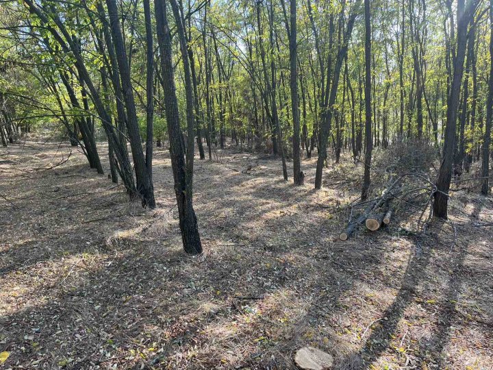 (FOTO) Fura lemne. Un moldovean, prins în timp ce tăia ilegal mai mulţi salcâmi dintr-o pădure din raionul Cahul