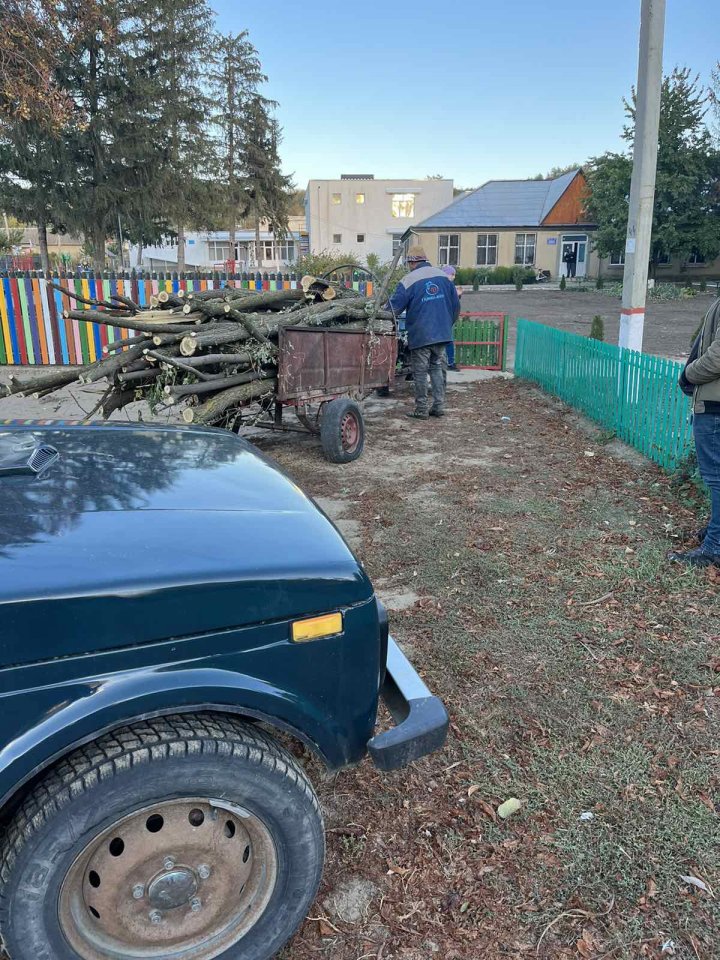 (FOTO) Fura lemne. Un moldovean, prins în timp ce tăia ilegal mai mulţi salcâmi dintr-o pădure din raionul Cahul