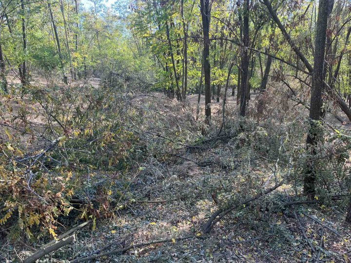 (FOTO) Fura lemne. Un moldovean, prins în timp ce tăia ilegal mai mulţi salcâmi dintr-o pădure din raionul Cahul