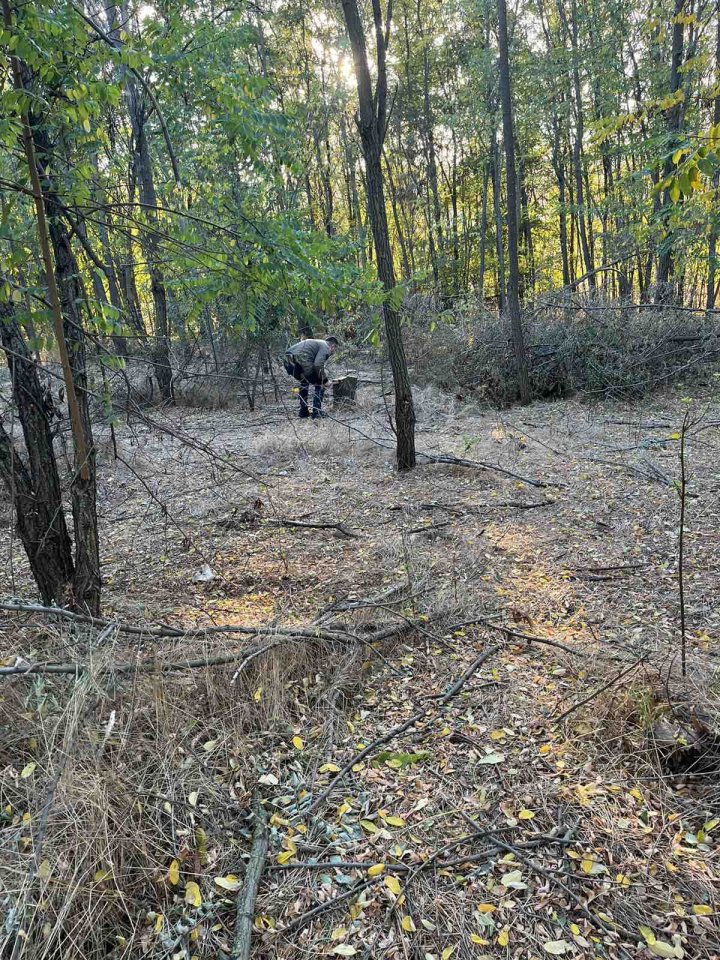 (FOTO) Fura lemne. Un moldovean, prins în timp ce tăia ilegal mai mulţi salcâmi dintr-o pădure din raionul Cahul