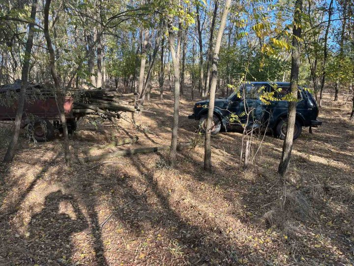 (FOTO) Fura lemne. Un moldovean, prins în timp ce tăia ilegal mai mulţi salcâmi dintr-o pădure din raionul Cahul