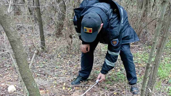 FOTO. Defrişările ILEGALE iau amploare. Zeci de arbori au fost tăiați ilicit la Făleşti