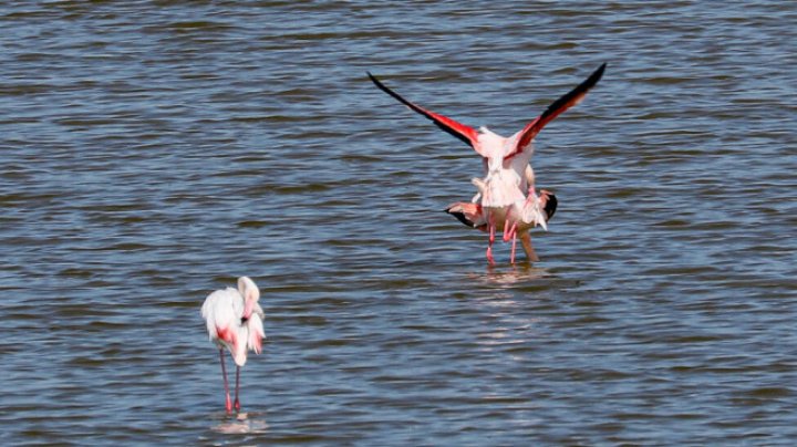 IMAGINI SPECTACULOASE la Odesa. Peste 1.000 de flamingo roz au ajuns în Ucraina, devastată de război