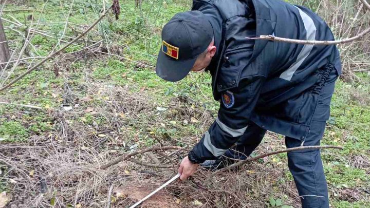 FOTO. Defrişările ILEGALE iau amploare. Zeci de arbori au fost tăiați ilicit la Făleşti