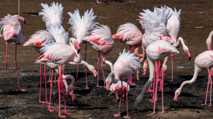 IMAGINI SPECTACULOASE la Odesa. Peste 1.000 de flamingo roz au ajuns în Ucraina, devastată de război