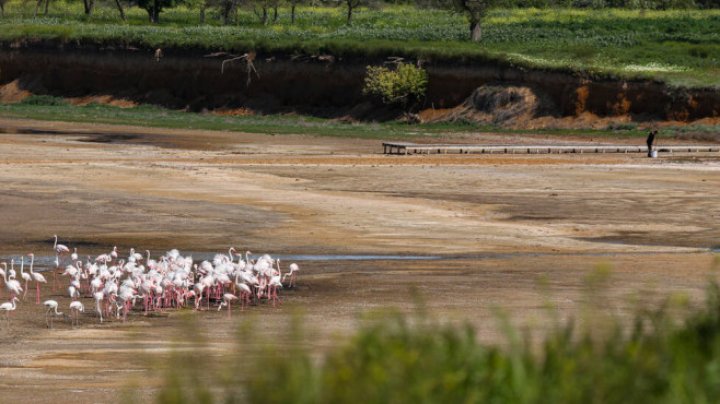 IMAGINI SPECTACULOASE la Odesa. Peste 1.000 de flamingo roz au ajuns în Ucraina, devastată de război