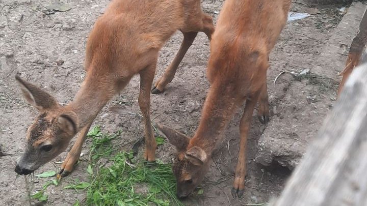 (VIDEO/FOTO) Doi pui de căprioară, ținuți în captivitate într-o gospodărie din Rîșcani. Au intervent inspectorii de mediu 