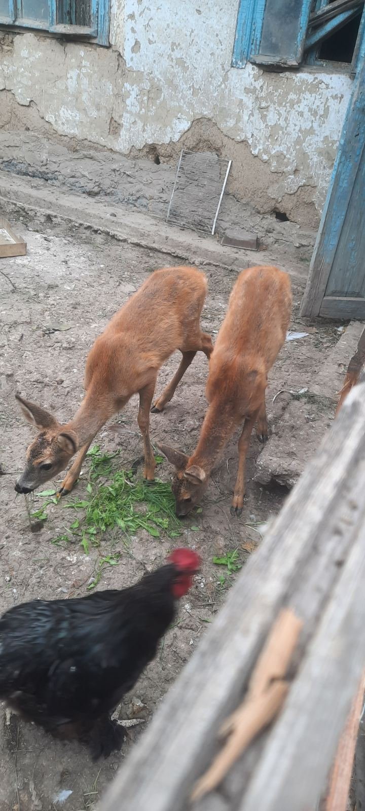 (VIDEO/FOTO) Doi pui de căprioară, ținuți în captivitate într-o gospodărie din Rîșcani. Au intervent inspectorii de mediu 