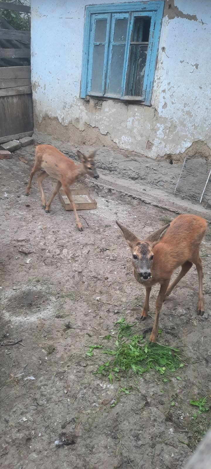 (VIDEO/FOTO) Doi pui de căprioară, ținuți în captivitate într-o gospodărie din Rîșcani. Au intervent inspectorii de mediu 