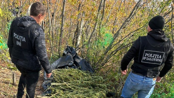 VIDEO. Captură uriașă de marijuana, de circa 3.000.000 de lei, în apropierea satului Mileștii Mici. O persoană REȚINUTĂ și plasată în arest