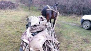 Pedeapsa primită de un bărbat care a omorât un căprior, la Nisporeni