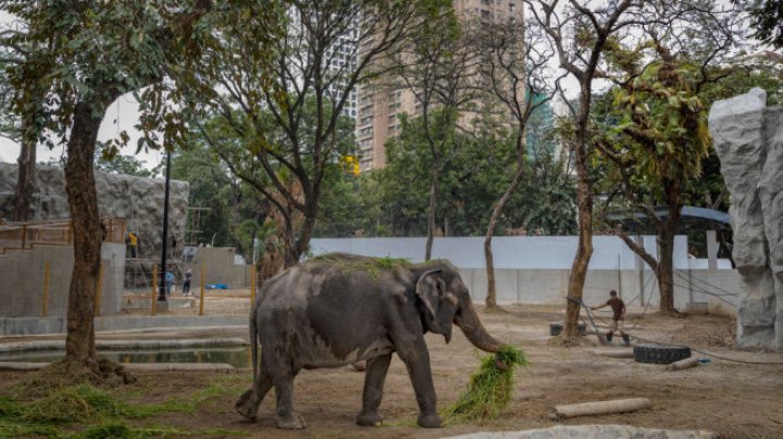 A fost ca „un membru al familiei". „Cel mai trist elefant din lume” a murit: A trăit complet singur în ultimii 46 ani (FOTO)