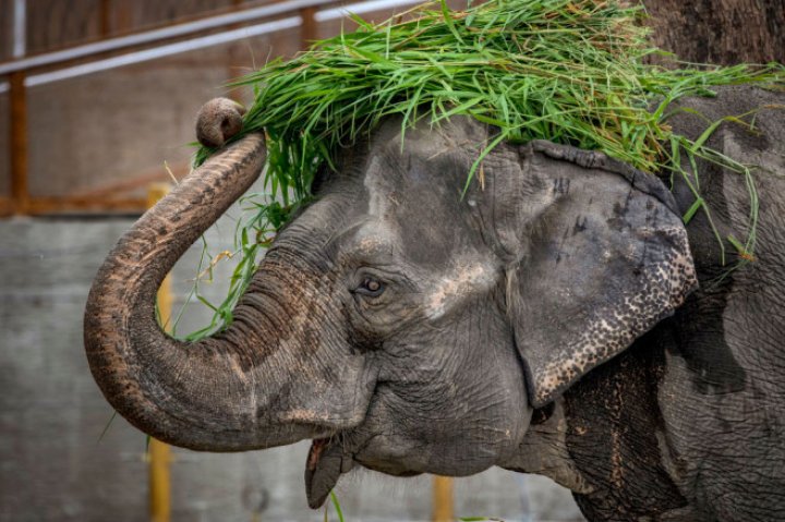 A fost ca „un membru al familiei". „Cel mai trist elefant din lume” a murit: A trăit complet singur în ultimii 46 ani (FOTO)