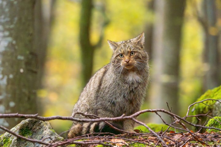 O pisică sălbatică, exemplar rar întâlnit, a fost surprinsă și fotografiată într-un parc naţional din România (FOTO)