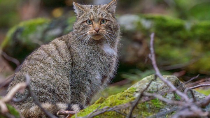 O pisică sălbatică, exemplar rar întâlnit, a fost surprinsă și fotografiată într-un parc naţional din România (FOTO)