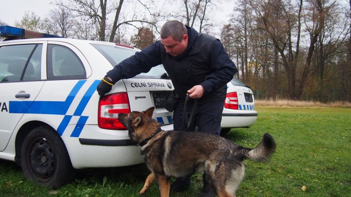 FOTO. Bravo Lord, Fox, și Crok! Câini ai Poliției de Frontieră, care își exercită activitatea la Ungheni, Tudora și Basarabeasca, au trecut cu succes examenul de dresaj în Cehia