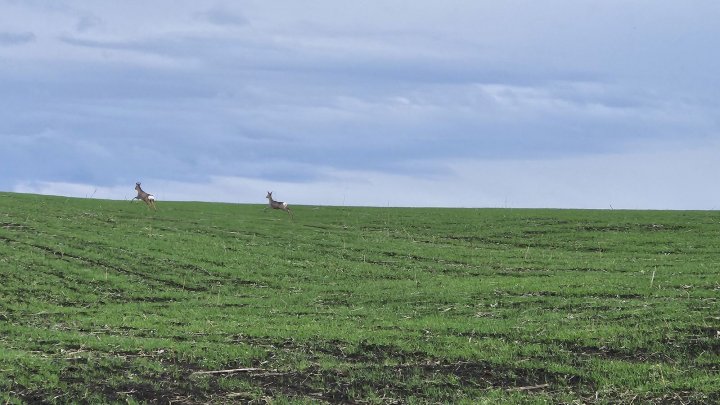 IMAGINI SPECTACULOASE! Două căprioare zburdă pe un câmp din Fălești (VIDEO)