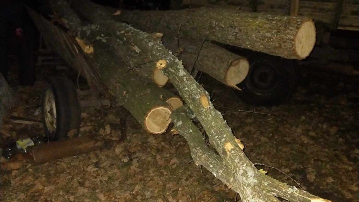  (FOTO) TĂIERI ilegale de arbori la Hînceşti. Vezi ce au mai descoperit Inspectorii de Mediu 