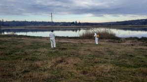 Alte câteva lebede MOARTE, GĂSITE în raionul Rîşcani (FOTO)