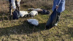 ALARMANT! 65 de cadavre de lebede, găsite pe malurile râului Răut. Inspectorii de mediu de la Floreşti: Gripa aviară ar putea fi cauza acestei tragedii (FOTO/VIDEO)