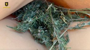 PERCHEZIŢII într-un dosar de trafic de droguri. Suspecţii riscă ani grei de puşcărie (VIDEO)