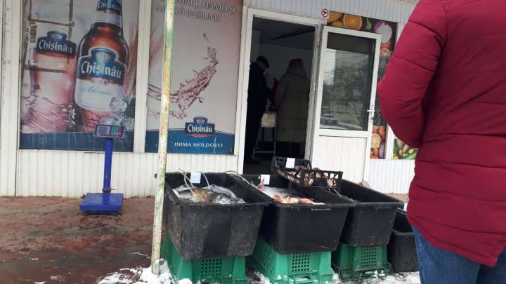 VERIFICĂRI în mai multe locaţii de comercializare a peştelui viu din Chişinău. Au fost depistate încălcări (FOTO)