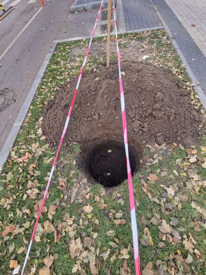 Pe o stradă din Chişinău vor fi plantați 116 arbori de platan (FOTO)