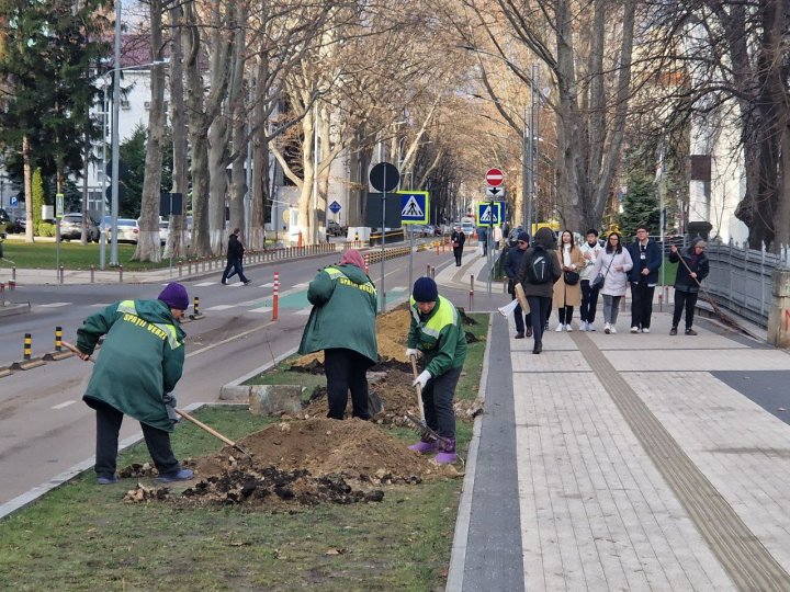 Pe o stradă din Chişinău vor fi plantați 116 arbori de platan (FOTO)