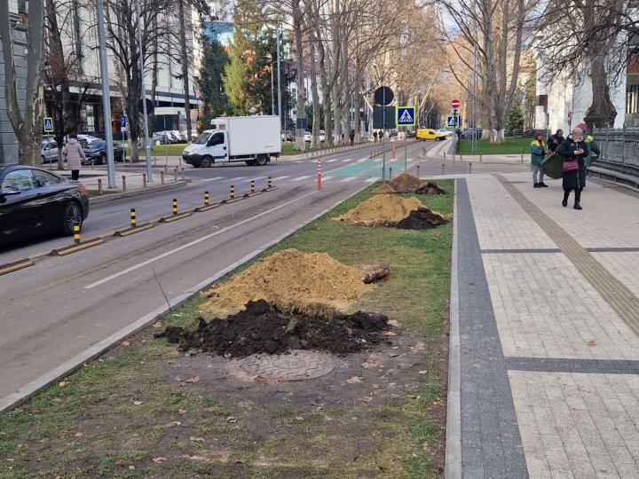 Pe o stradă din Chişinău vor fi plantați 116 arbori de platan (FOTO)